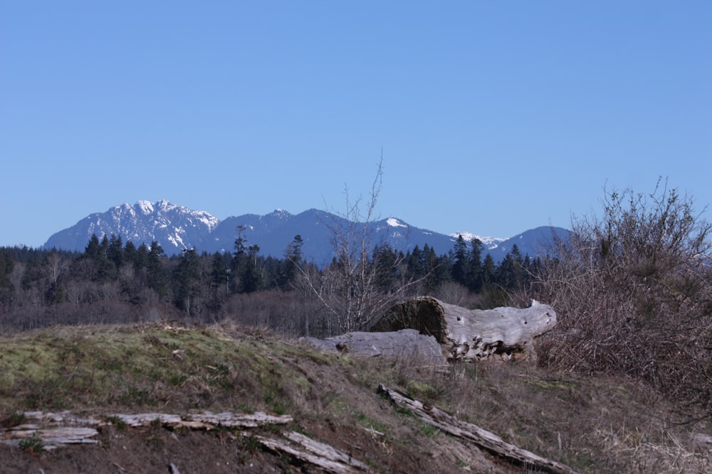 a view of a mountain range with a fallen tree in the foreground