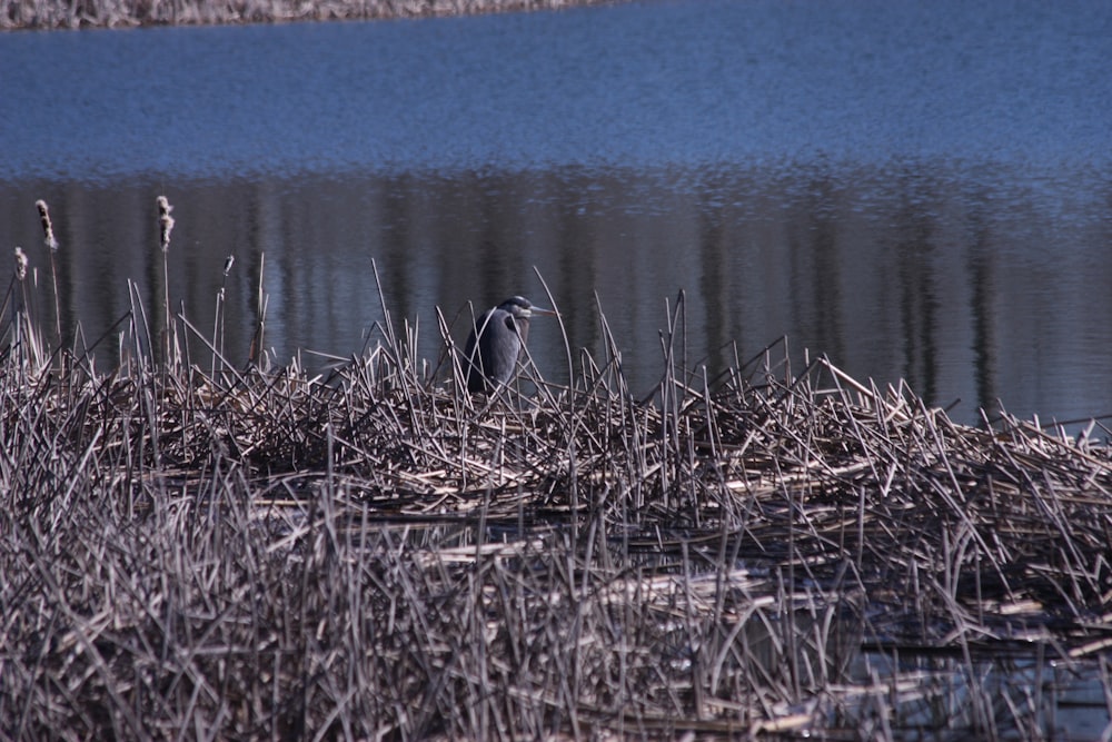 a bird is standing in the grass by the water