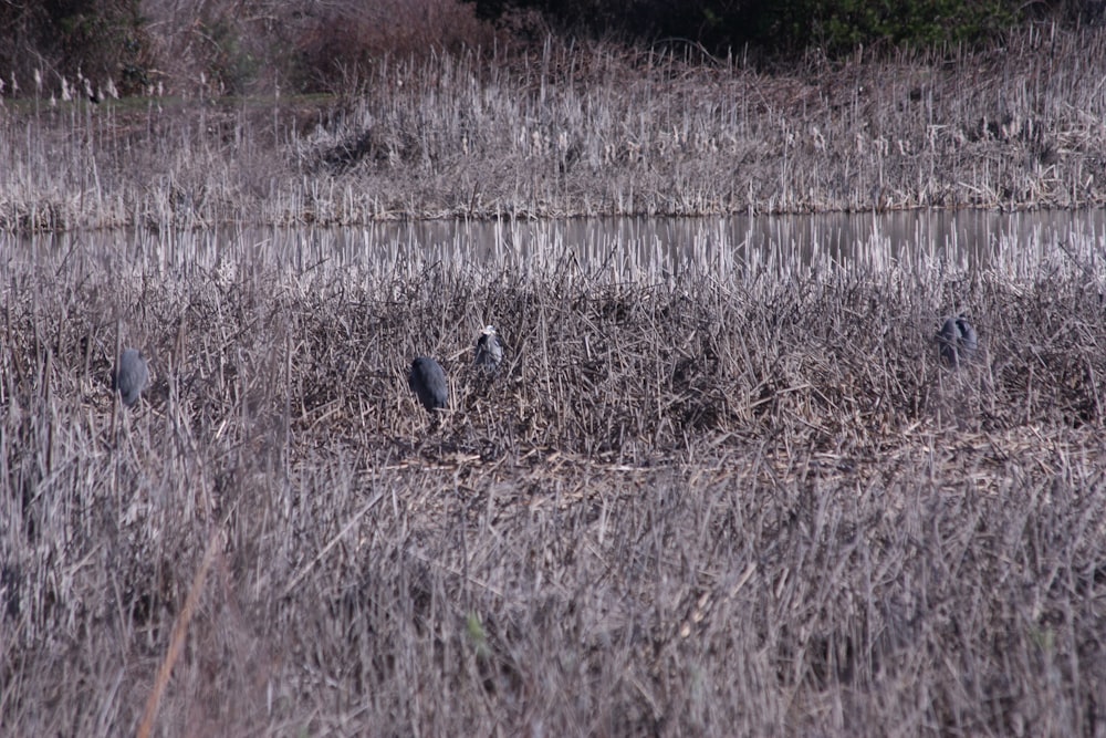 a flock of birds standing on top of a dry grass field