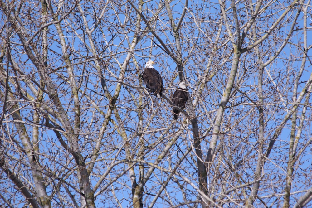 two bald eagles perched on top of a tree