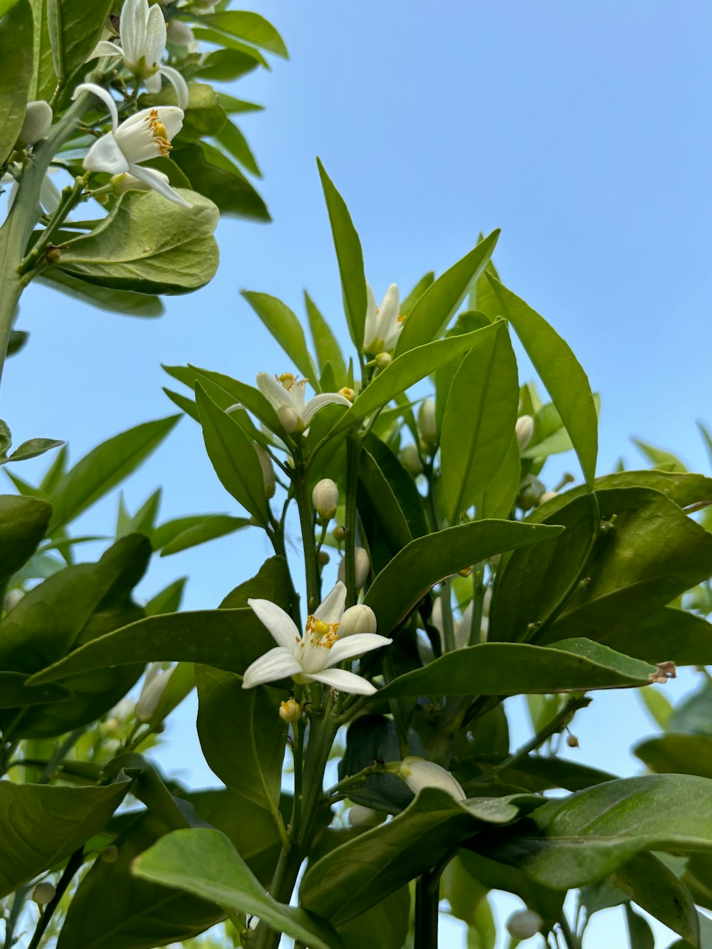 a tree with white flowers and green leaves