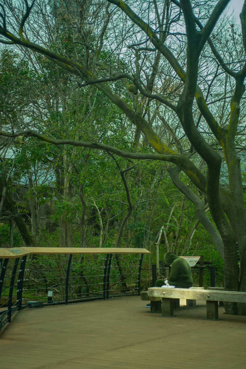 a couple of benches sitting next to a tree