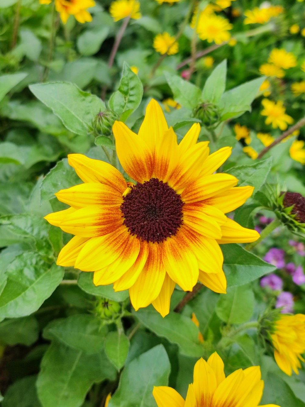 a sunflower in a field of yellow and purple flowers