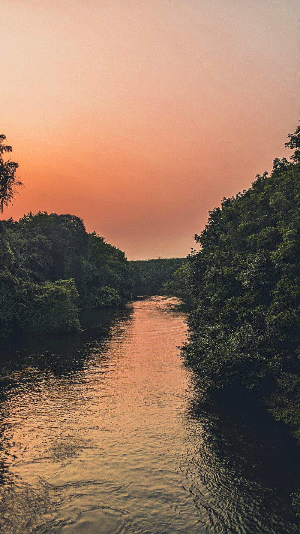 a river running through a lush green forest