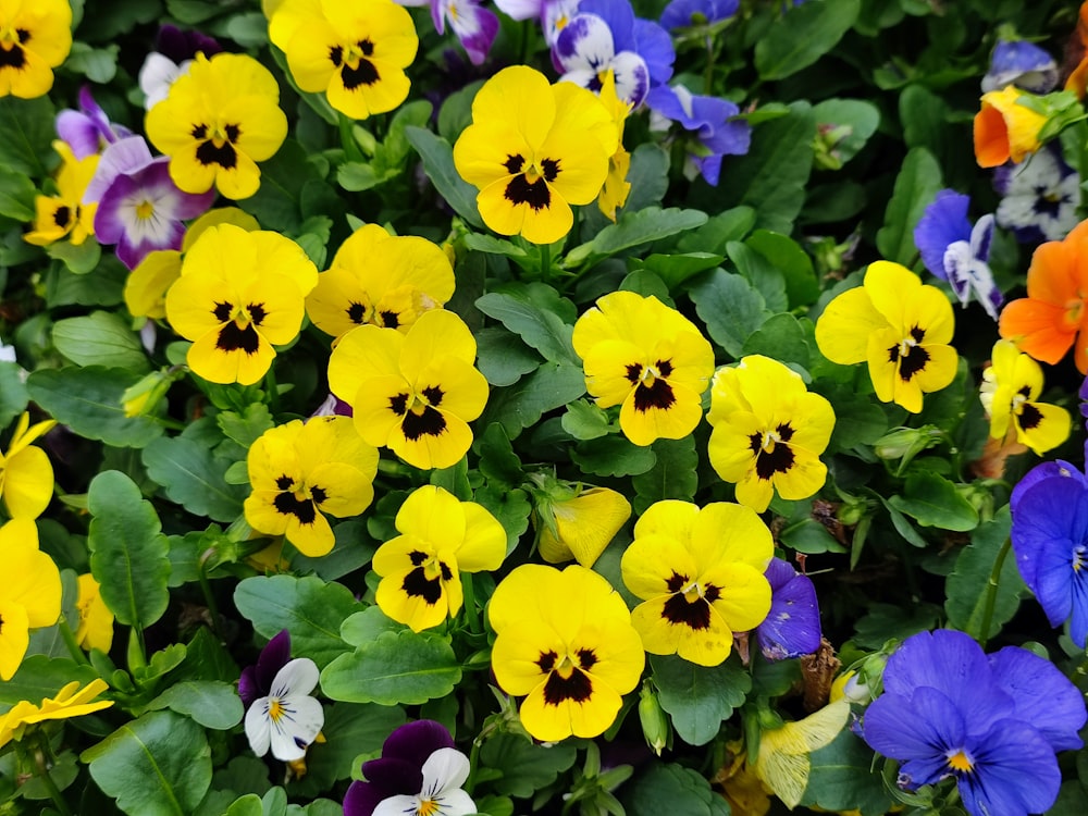 a bunch of flowers that are in the grass