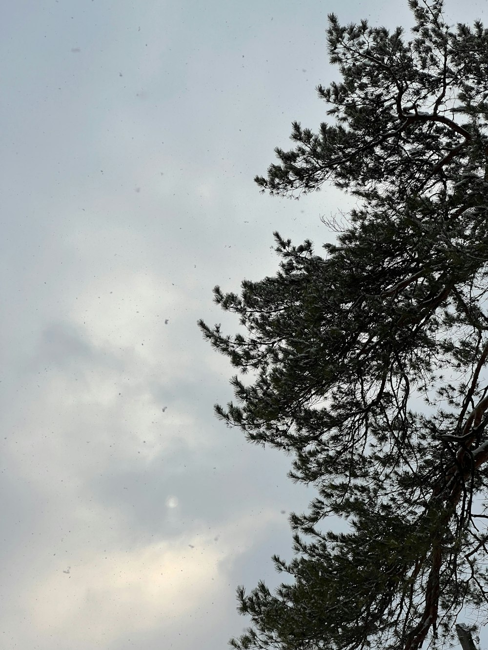 a bird is perched on top of a tree