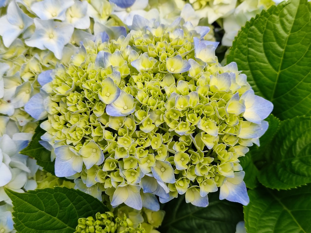 a bunch of blue and white flowers with green leaves