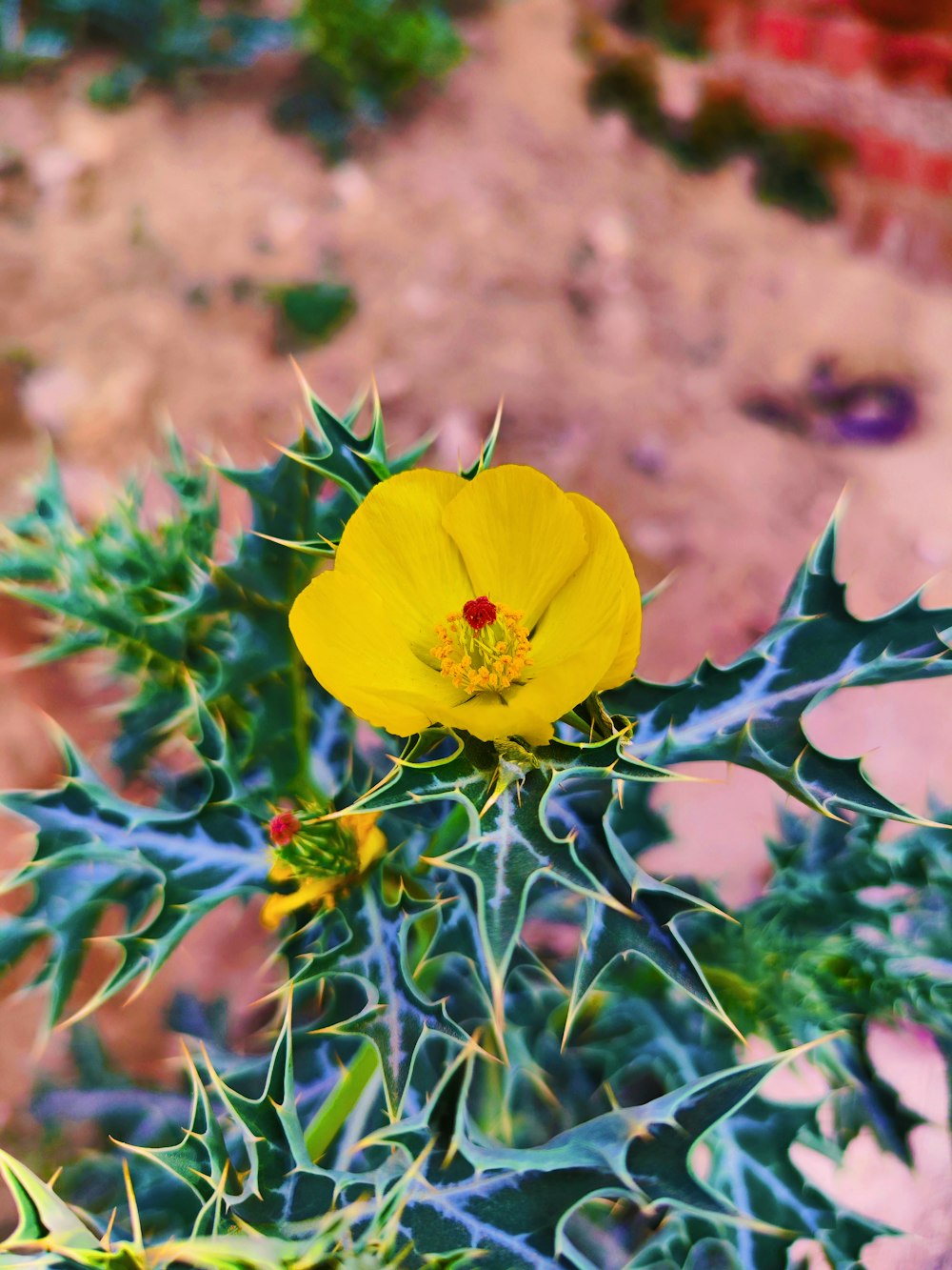 una flor amarilla con hojas verdes en el desierto