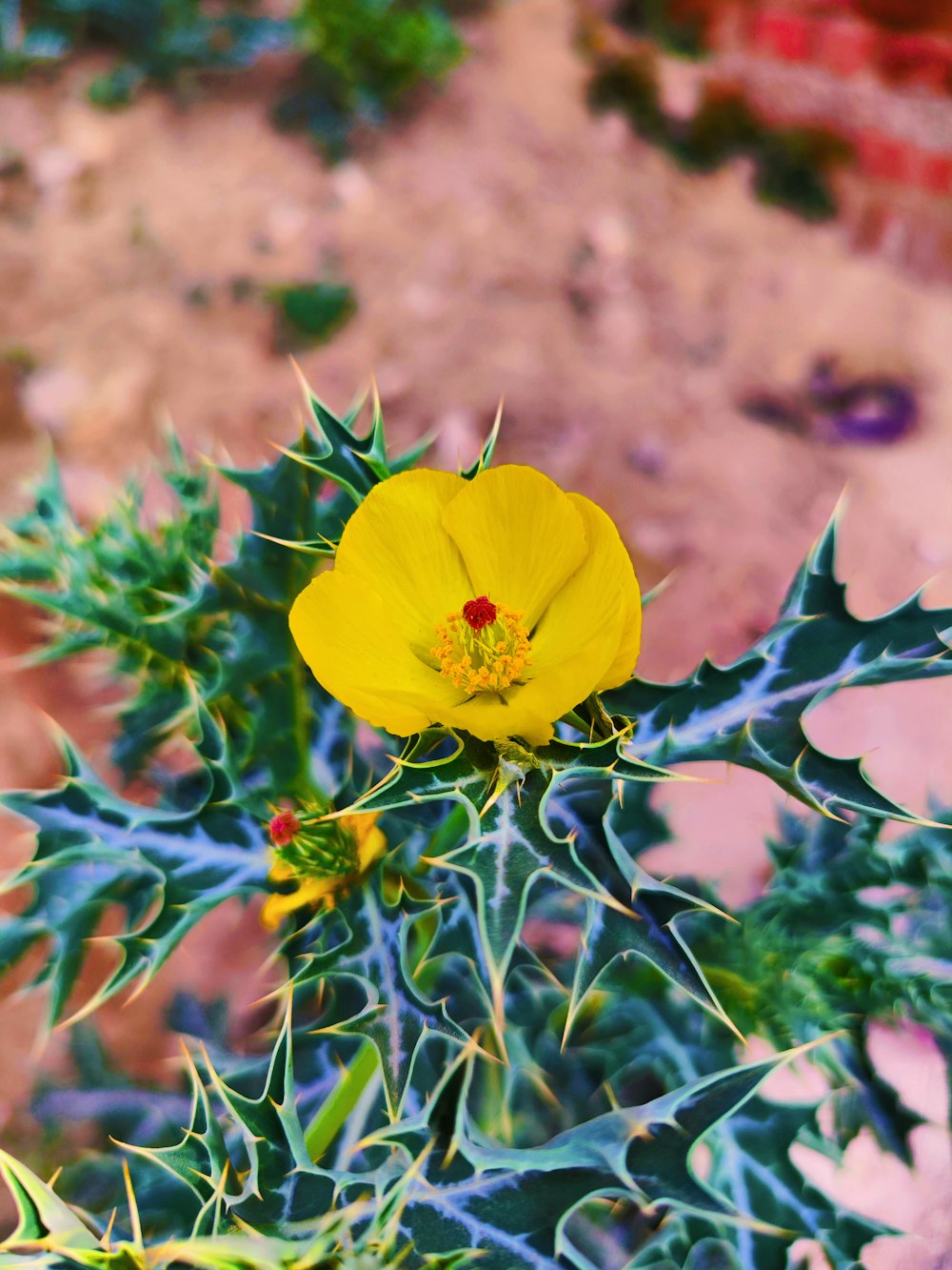 a yellow flower with green leaves in the desert
