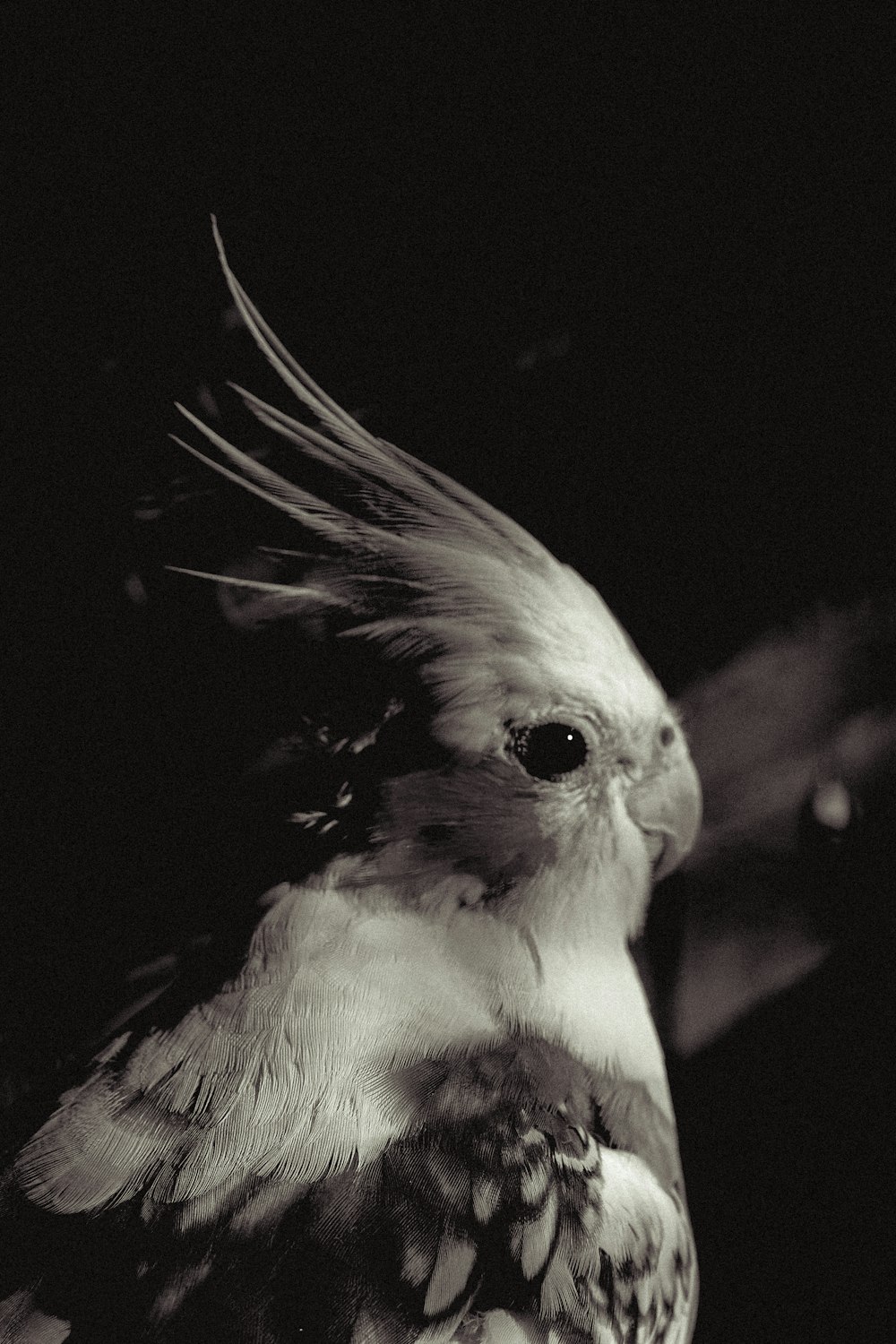 a black and white photo of a small bird