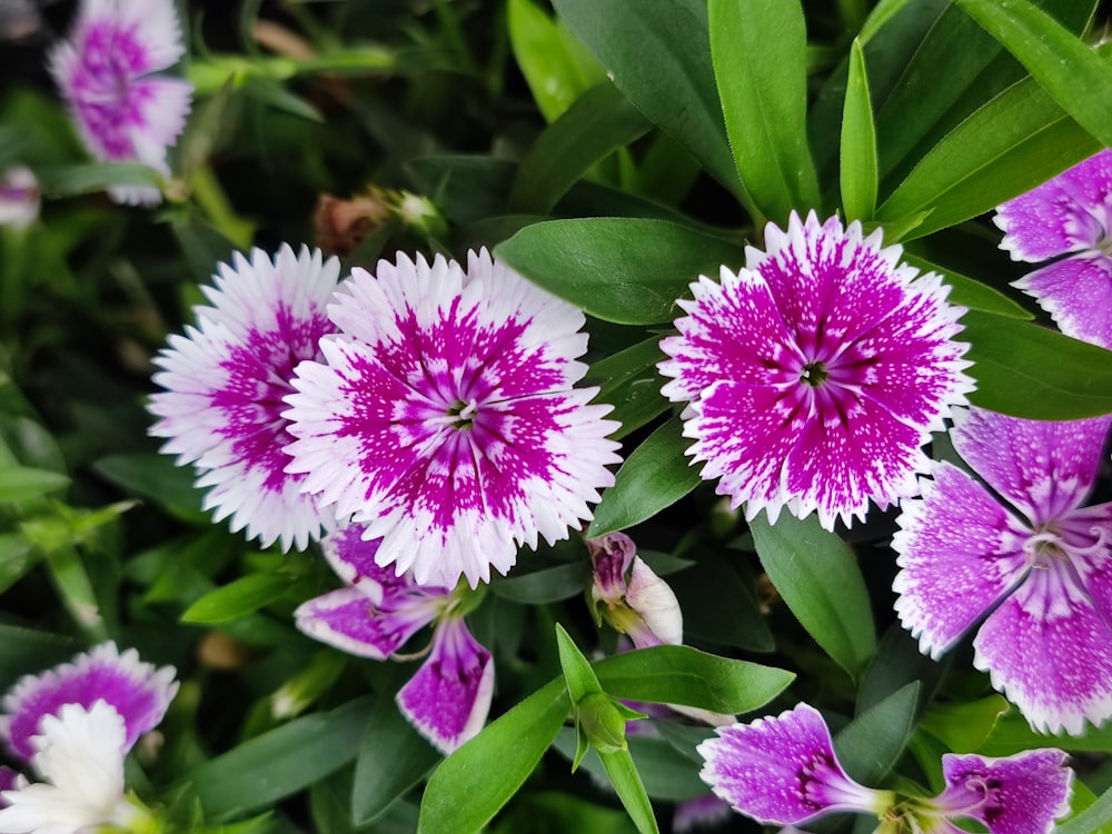 a bunch of purple and white flowers in a garden