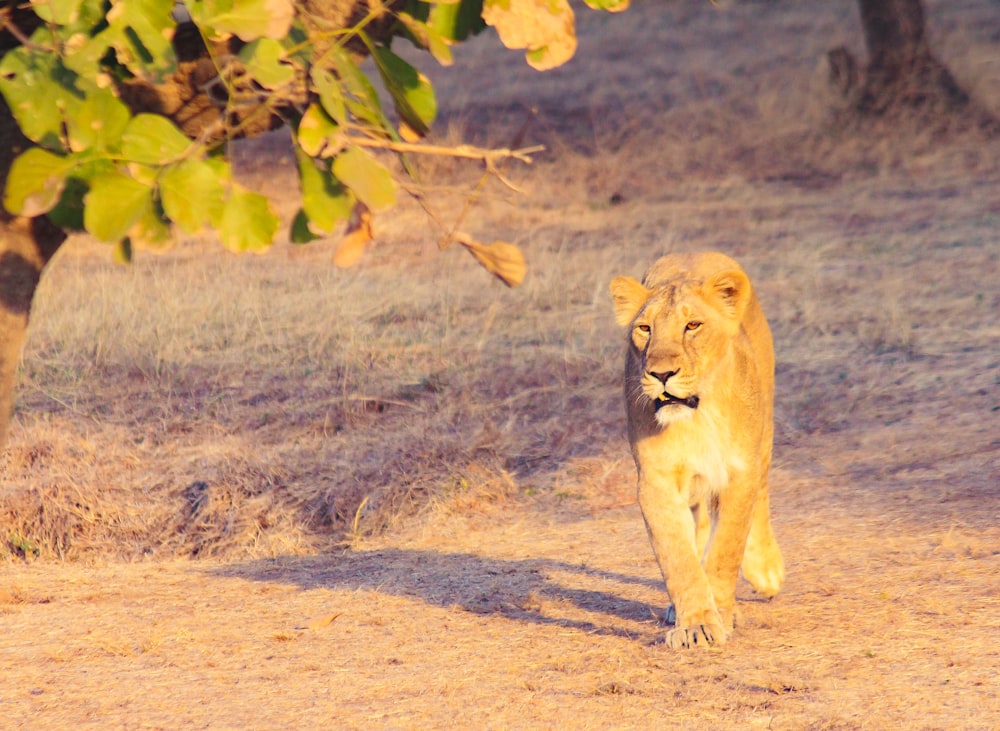 a lion walking across a dirt field next to a tree