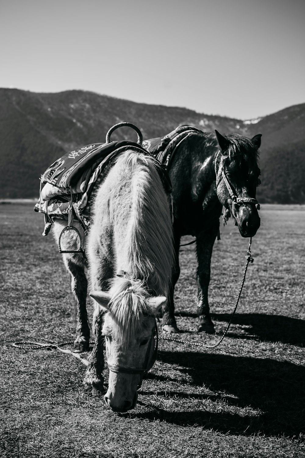 a black and white photo of two horses