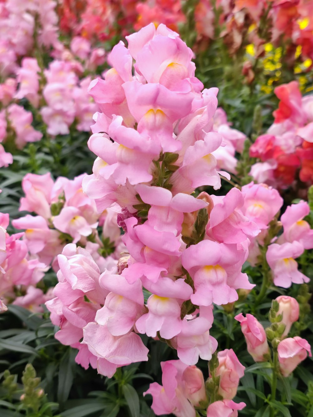 a bunch of pink flowers that are in a field