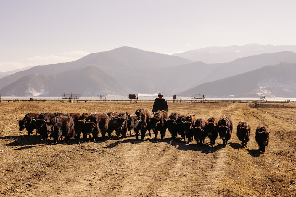 a man standing next to a herd of cattle on a dirt road