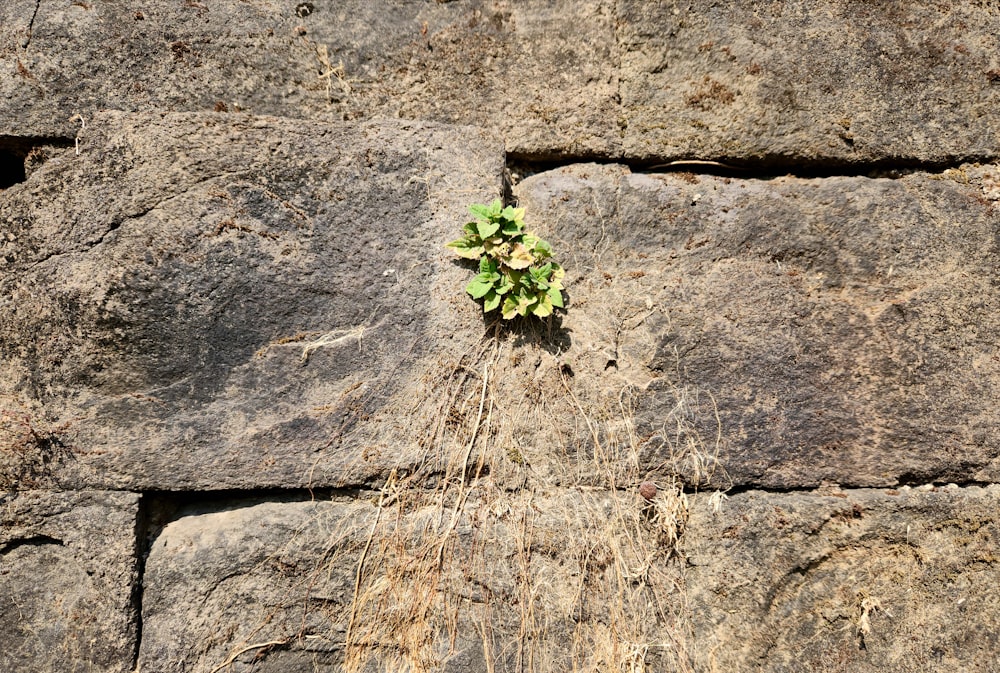 a plant growing out of a crack in a stone wall