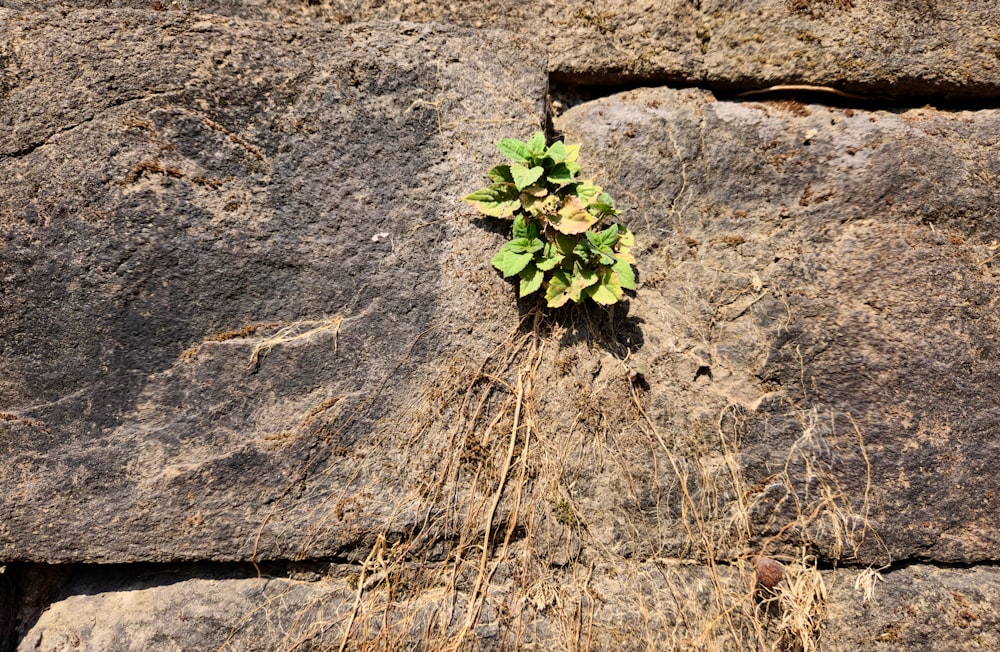 a plant growing out of a crack in a stone wall