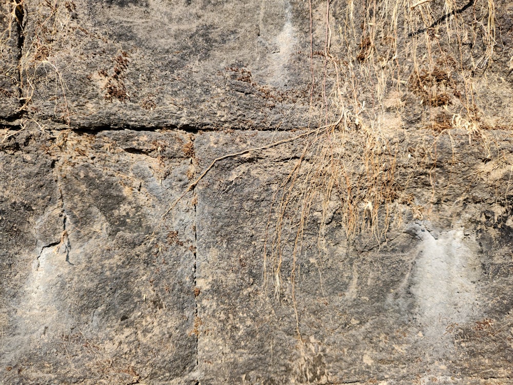 a bird is perched on a rock wall