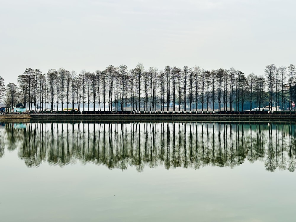 a large body of water surrounded by trees