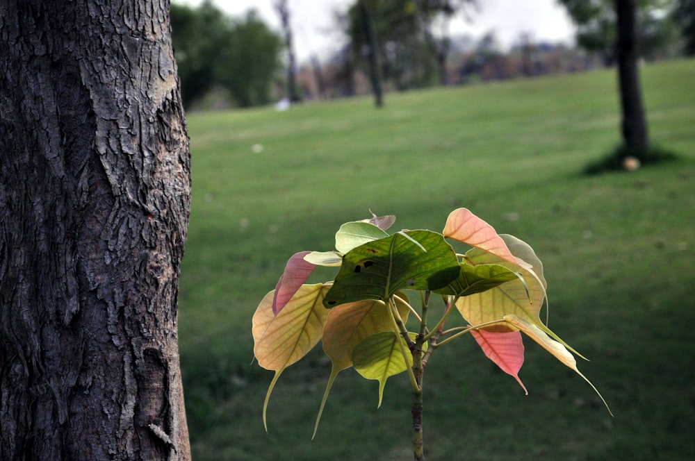 a tree in a park with a green field in the background