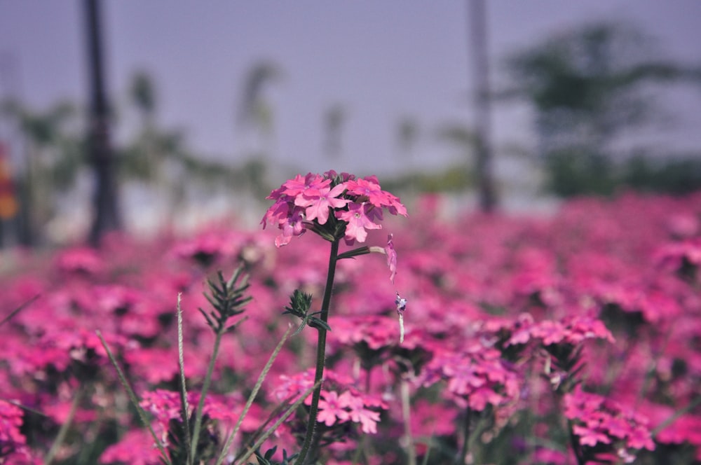 a field full of pink flowers with trees in the background