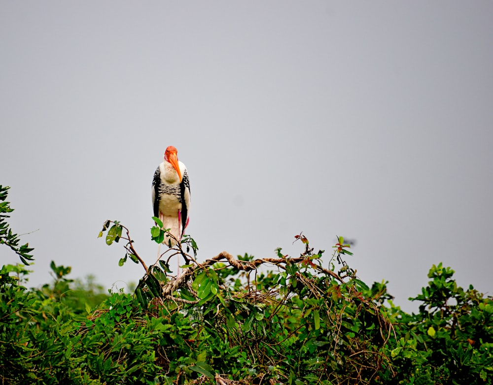 a bird sitting on top of a tree branch