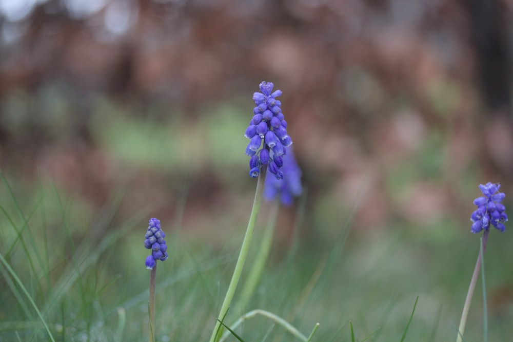 a group of purple flowers sitting in the grass