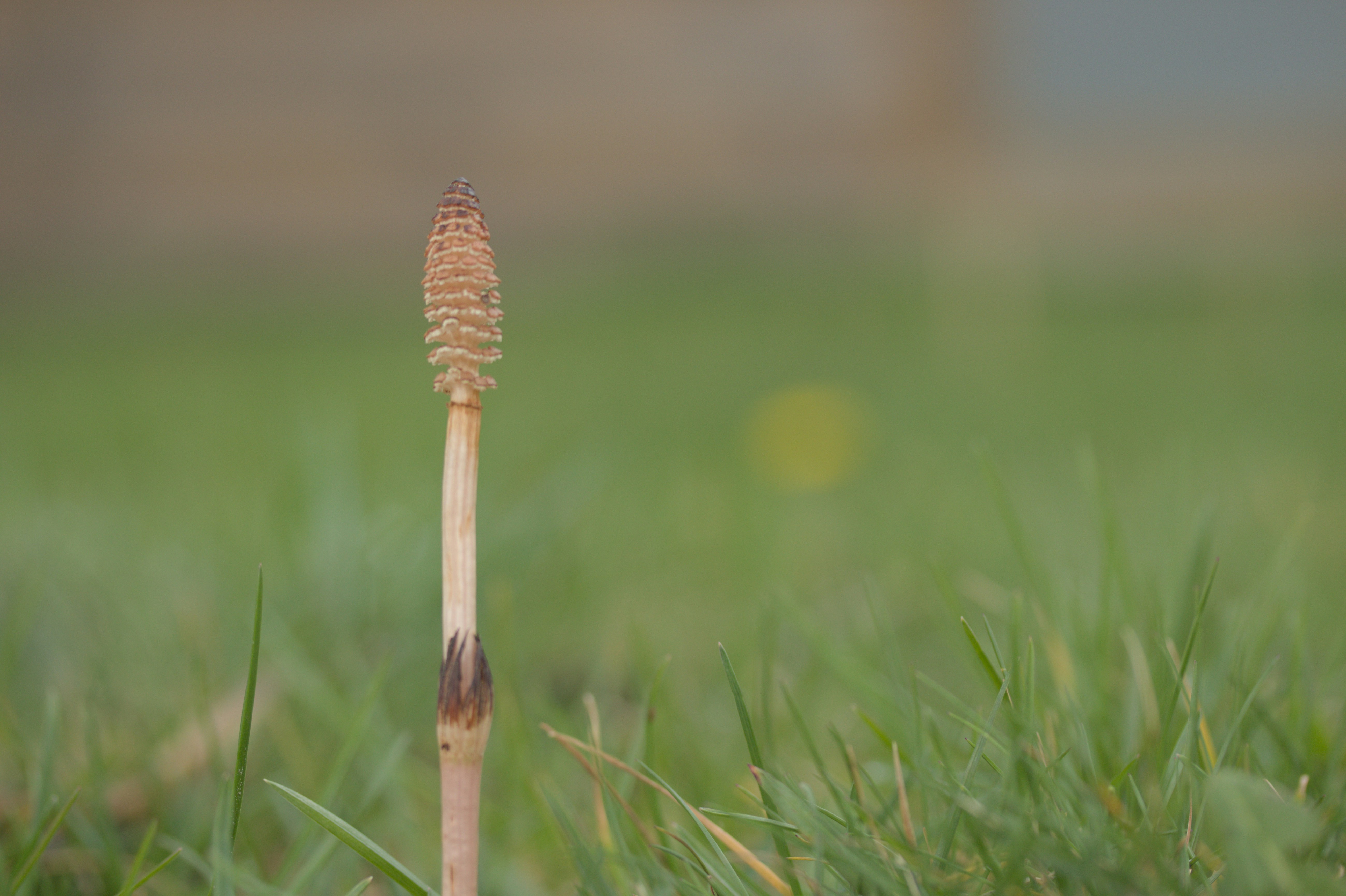 a close up of a toothbrush in the grass