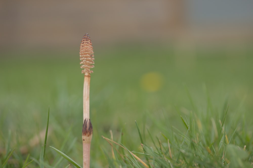 a close up of a toothbrush in the grass