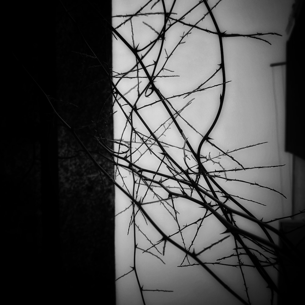 a black and white photo of a tree branch