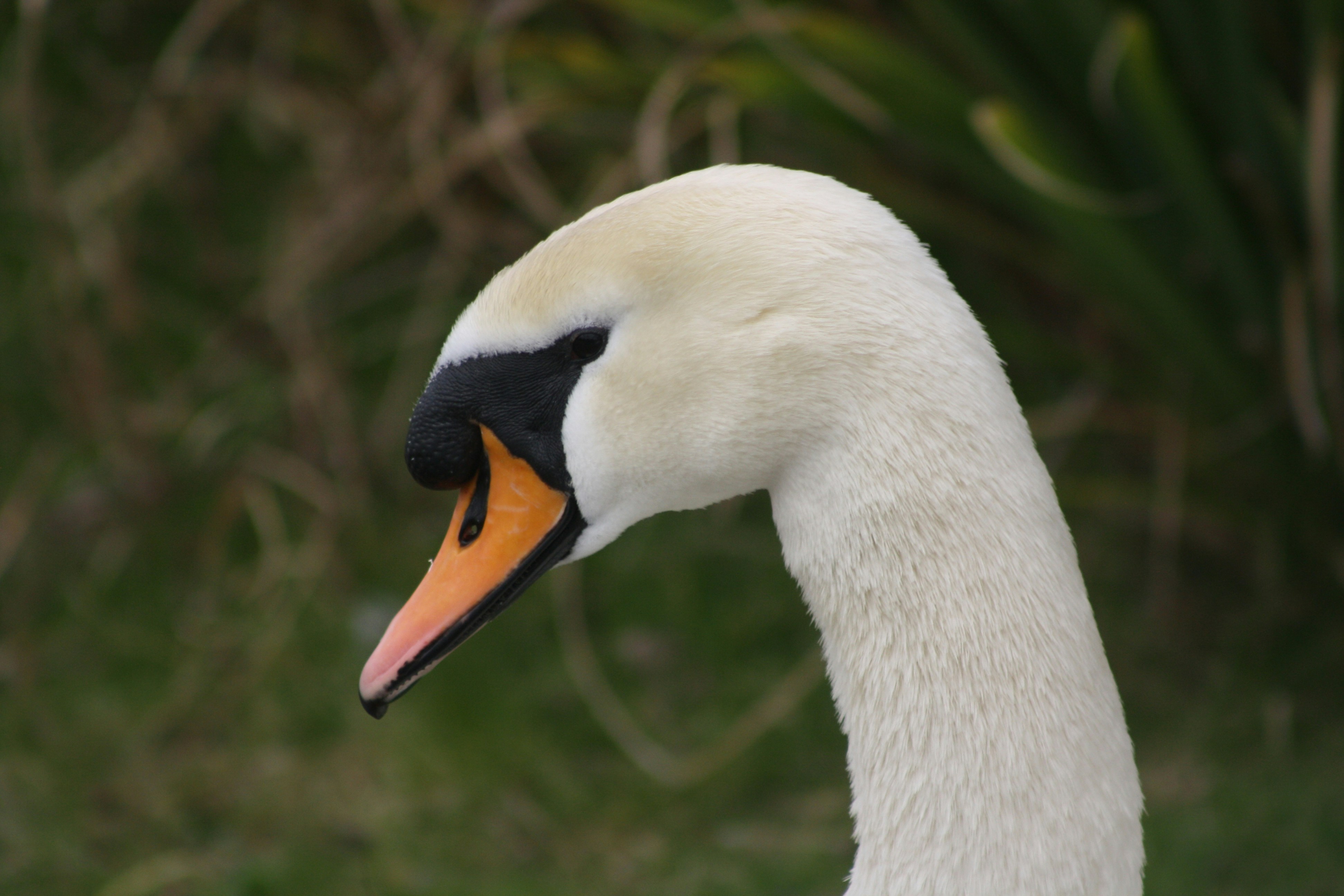 a close up of a white swan with an orange beak