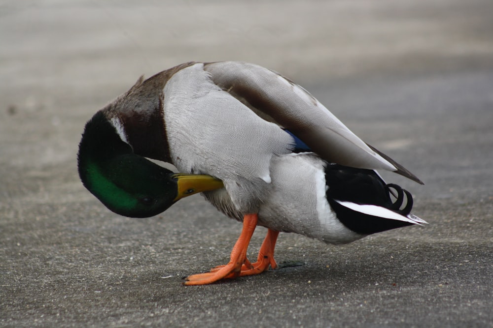 a duck with its head down on the ground
