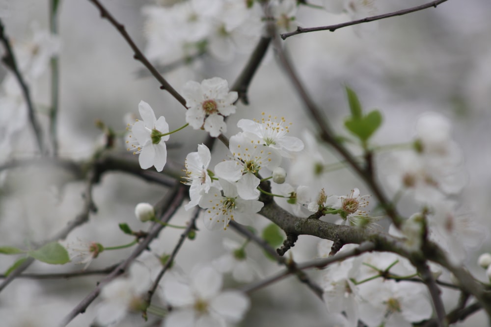 a close up of a tree with white flowers