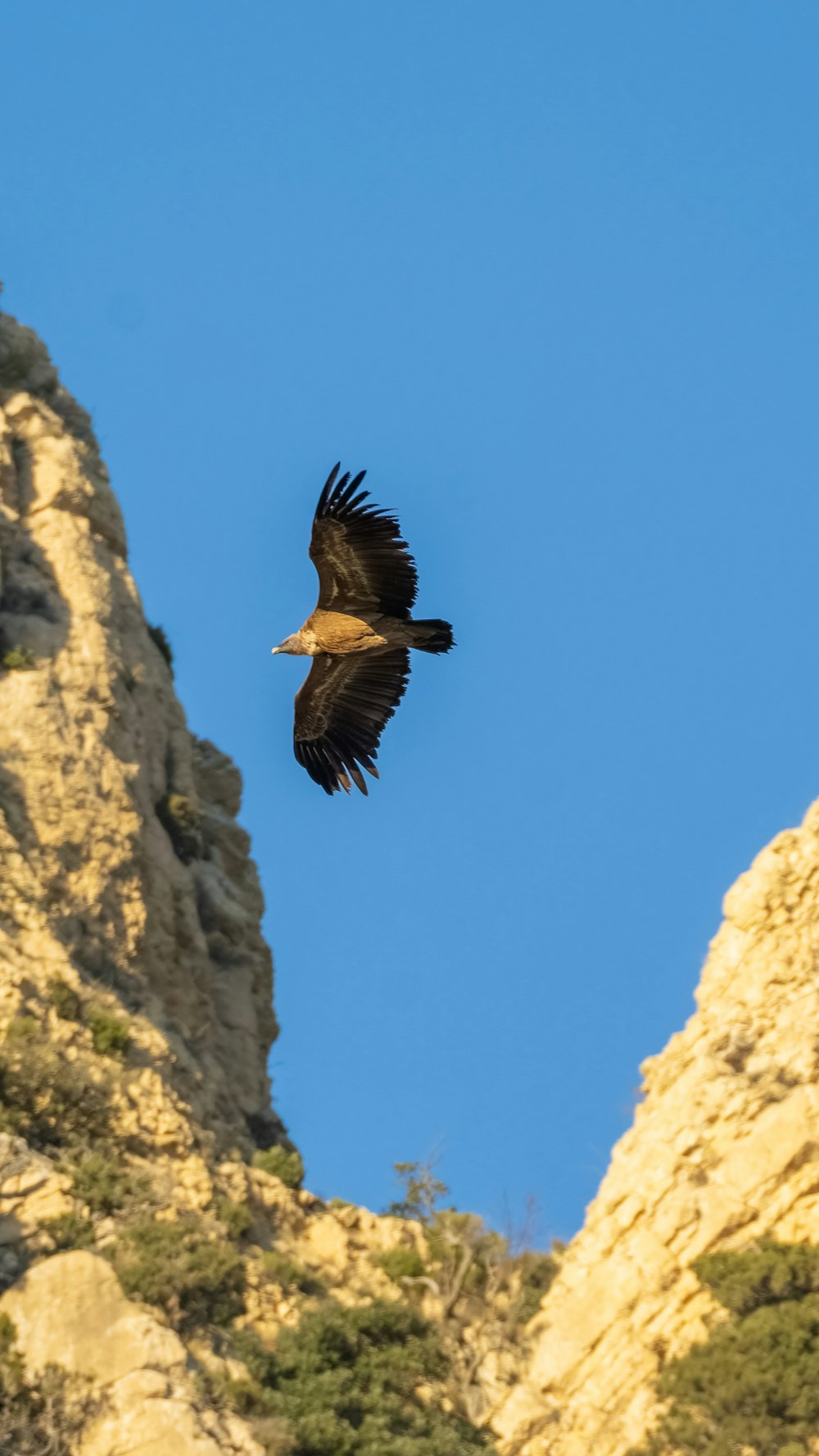 a large bird flying over a rocky cliff