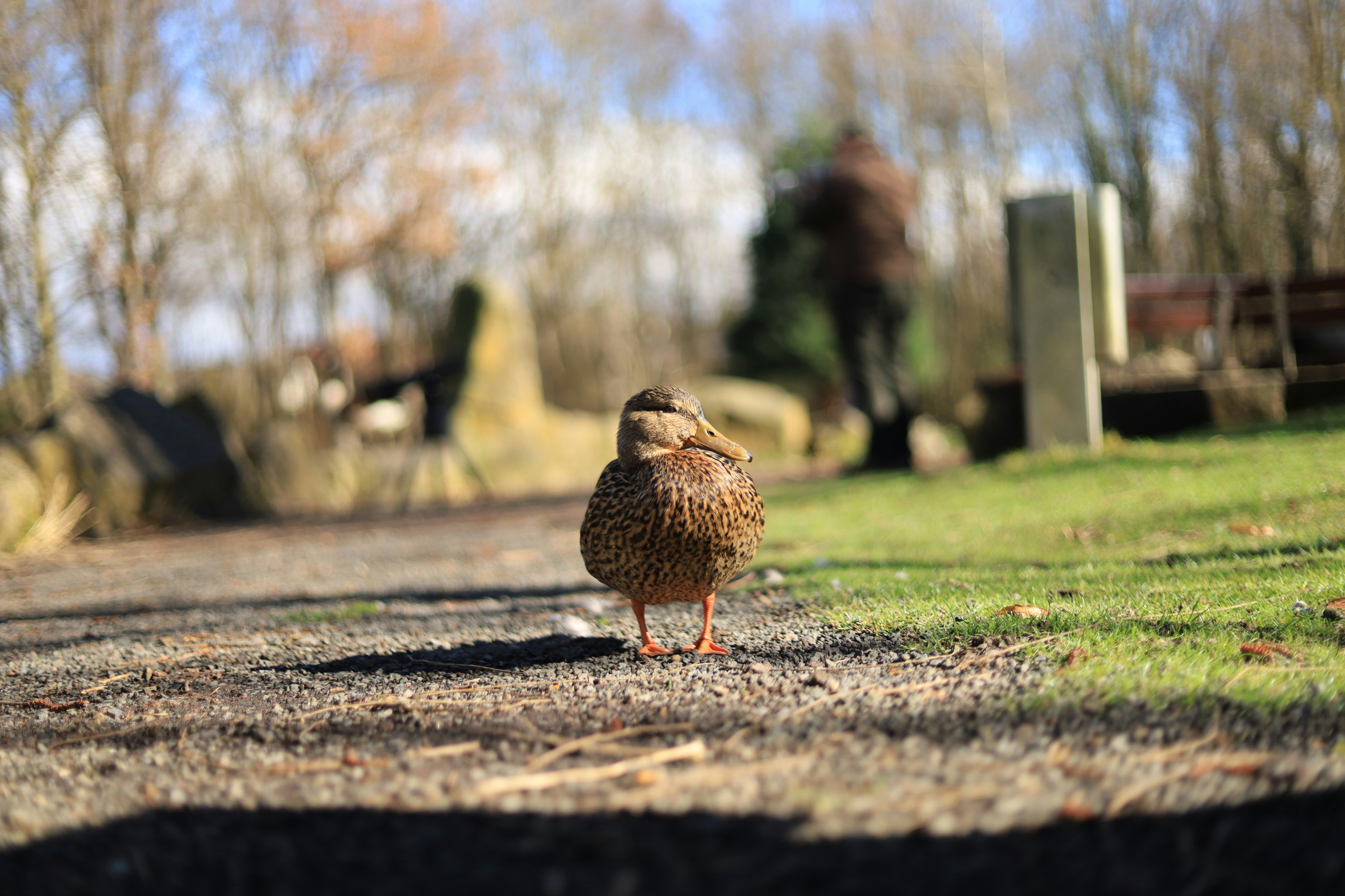 a small bird standing on the side of a road