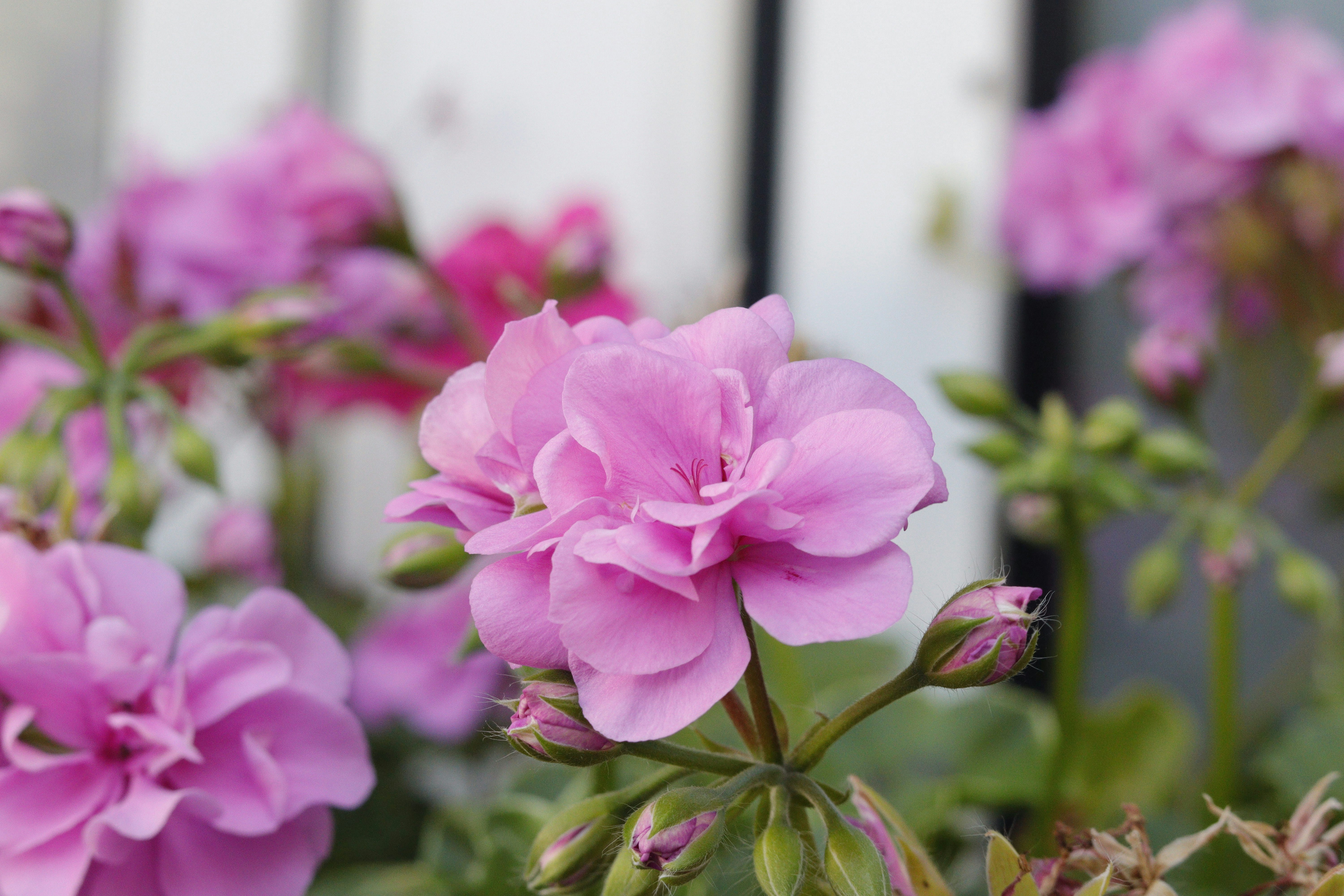 Photo by grahamwyphotography