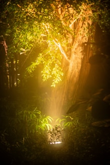 a light shines through the leaves of a tree