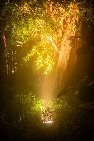 a light shines through the leaves of a tree