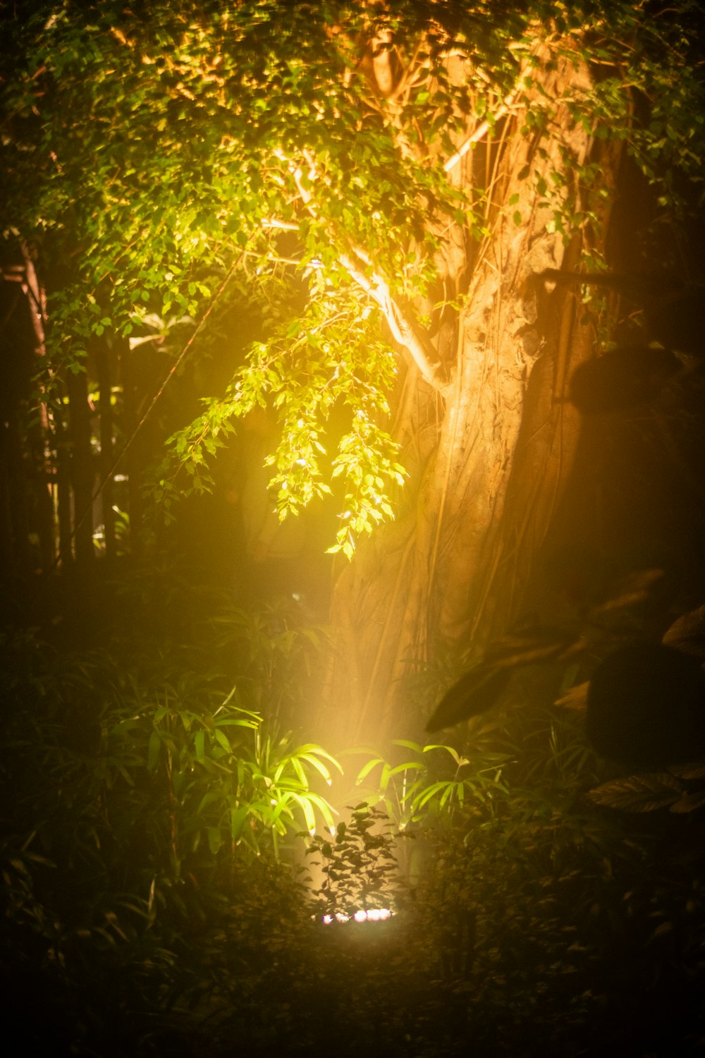 a light shines through the leaves of a tree