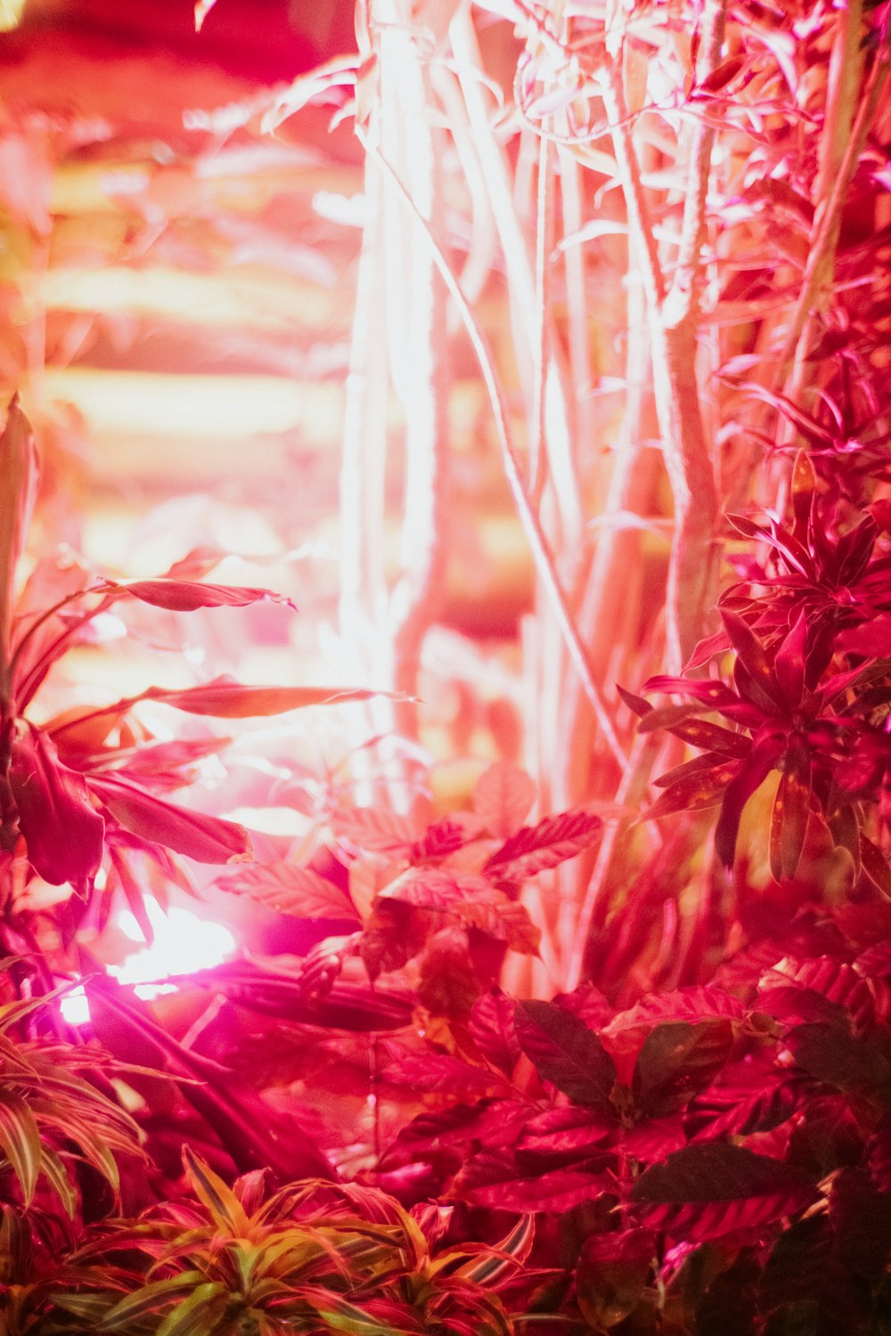 a plant with red leaves in a room