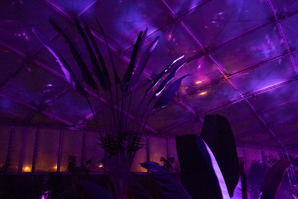 a room filled with plants and purple lighting