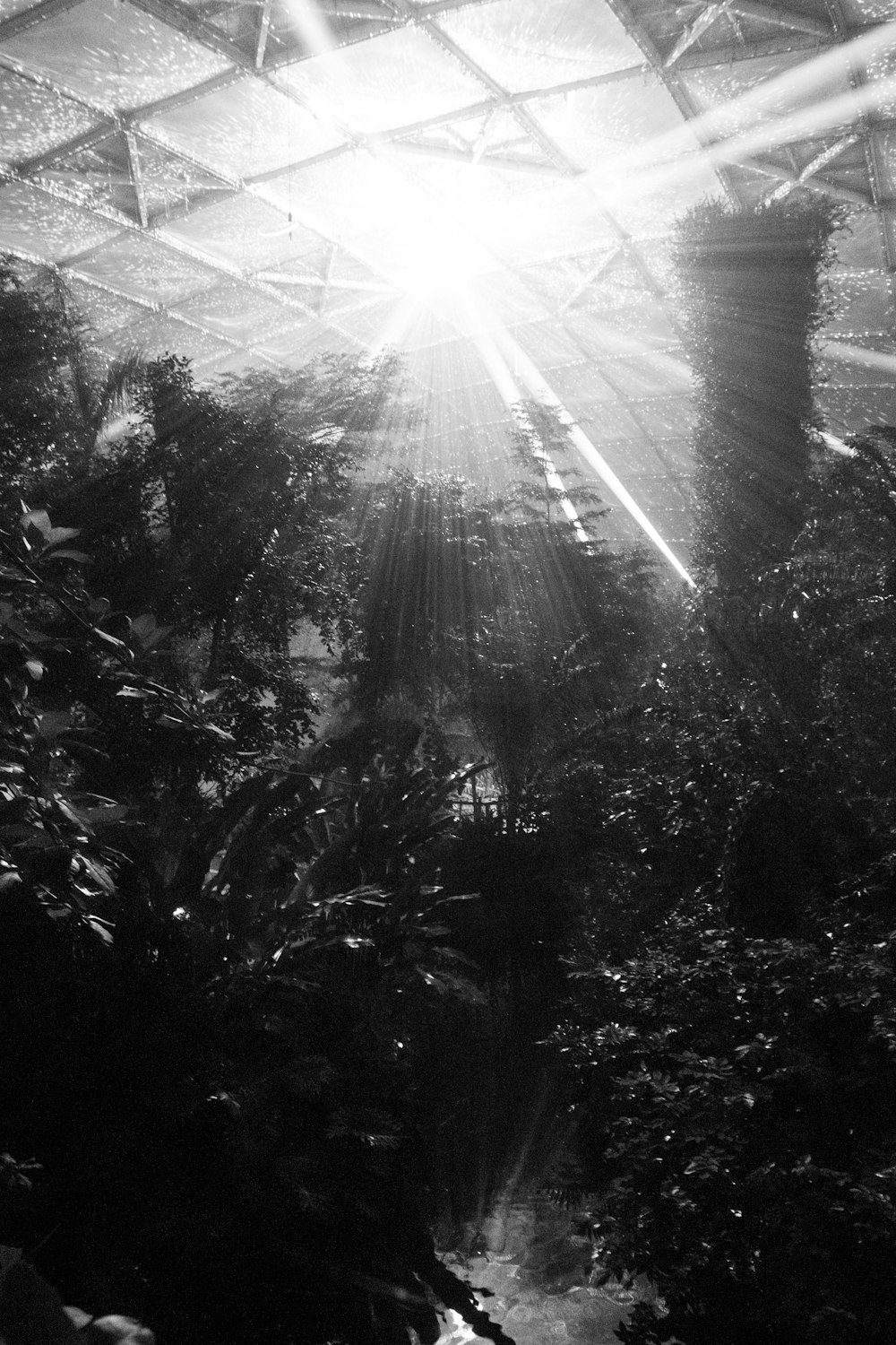 the sun shines through the roof of a greenhouse