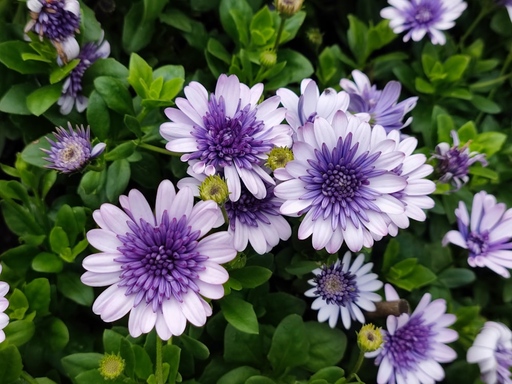 a bunch of purple flowers with green leaves