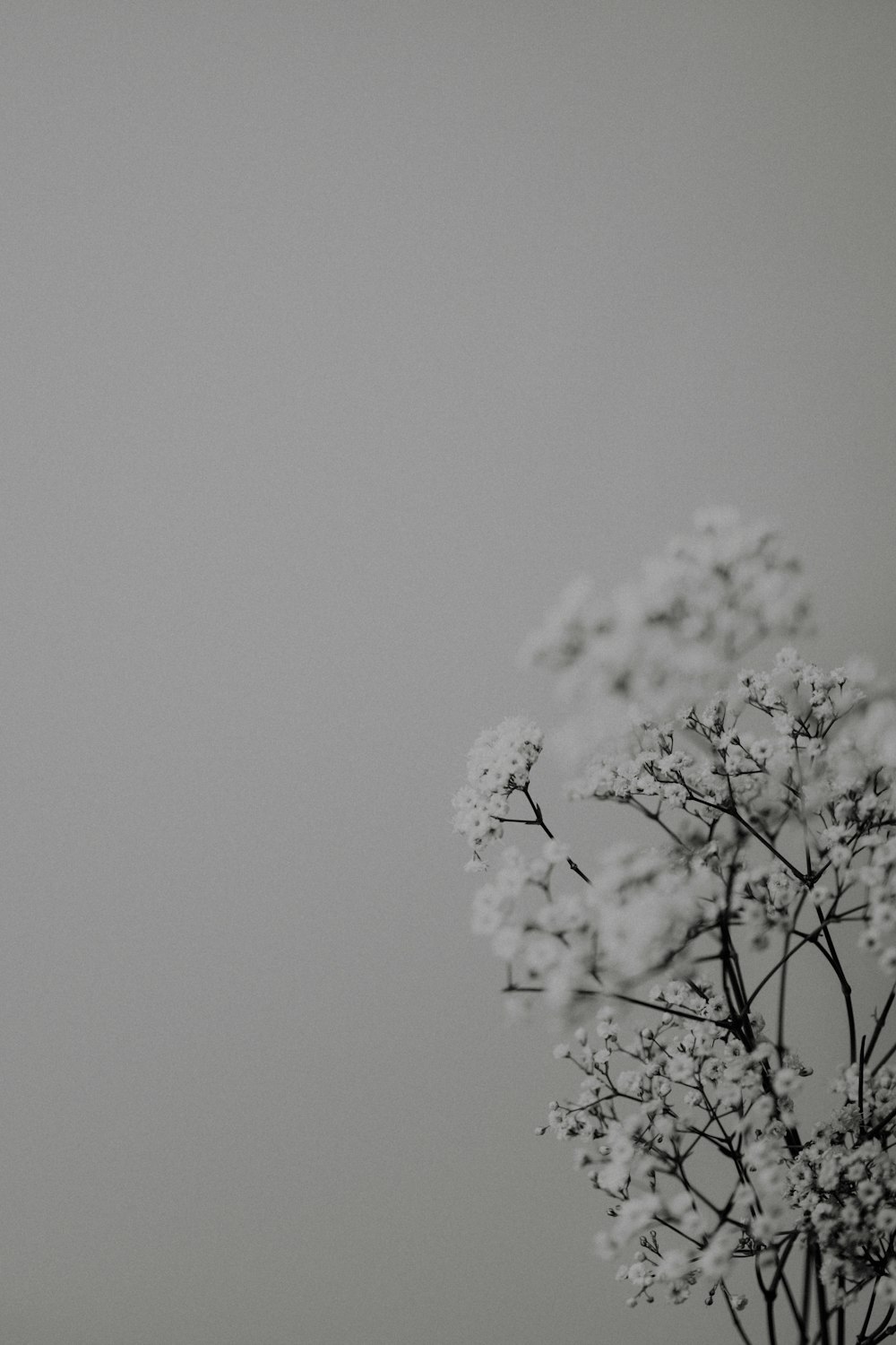 a black and white photo of a flower in a vase