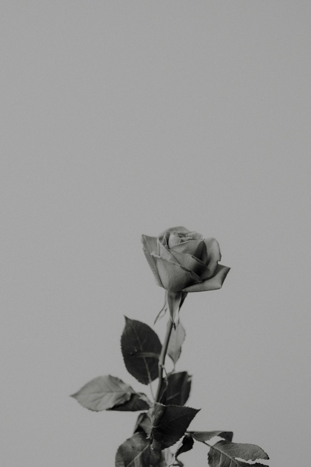 a black and white photo of a single rose