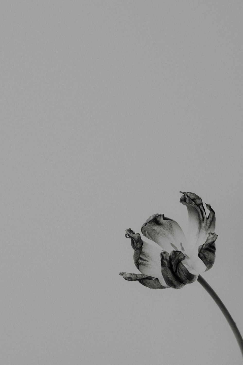 a black and white photo of a single flower