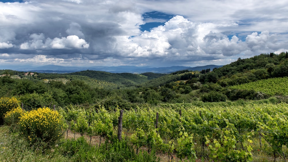 a lush green hillside surrounded by trees and bushes