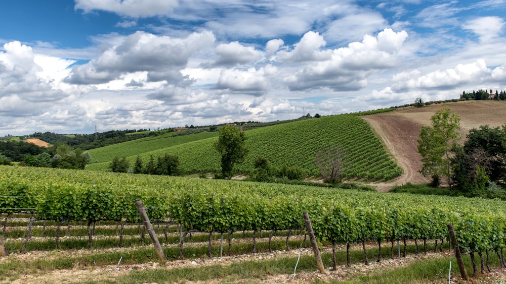 a lush green field next to a lush green hillside