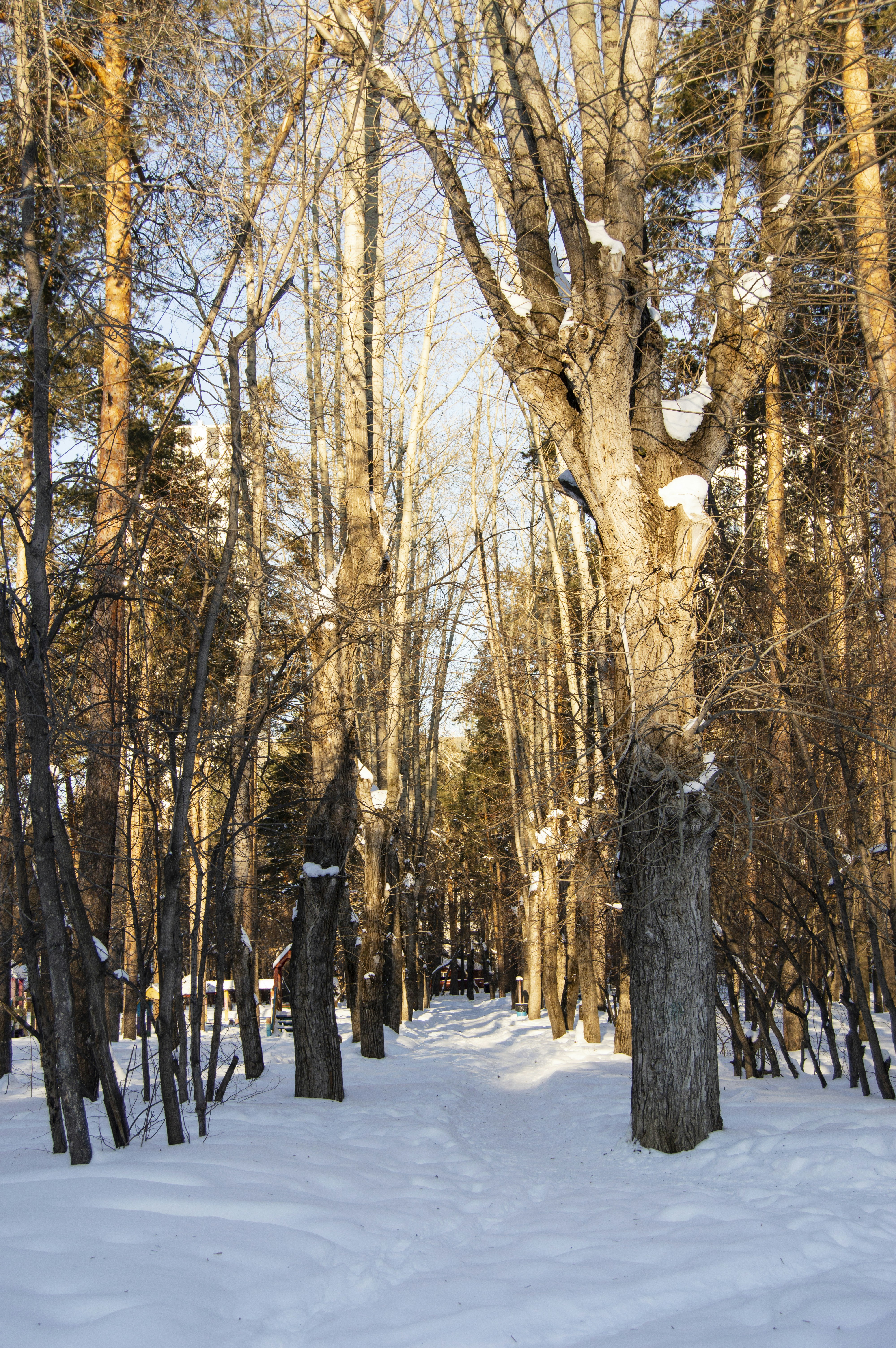 Photo by frosted_vulpes_ferrilata