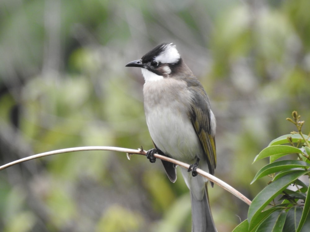 a bird sitting on a branch in a tree